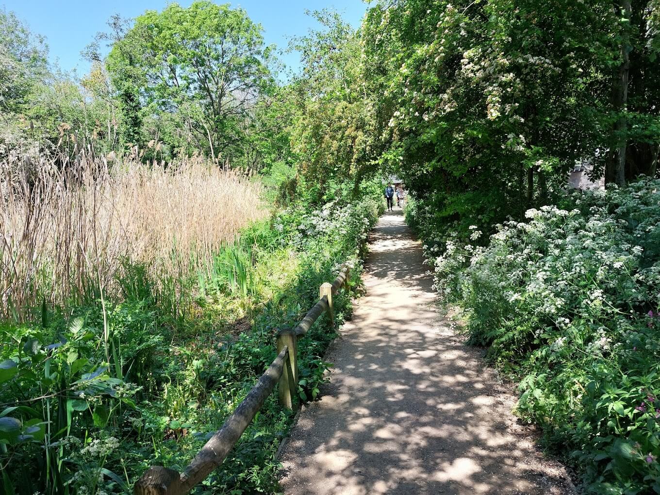 A lush green pathway with a wooden fence and plants everywhere in Camley Street Natural Park