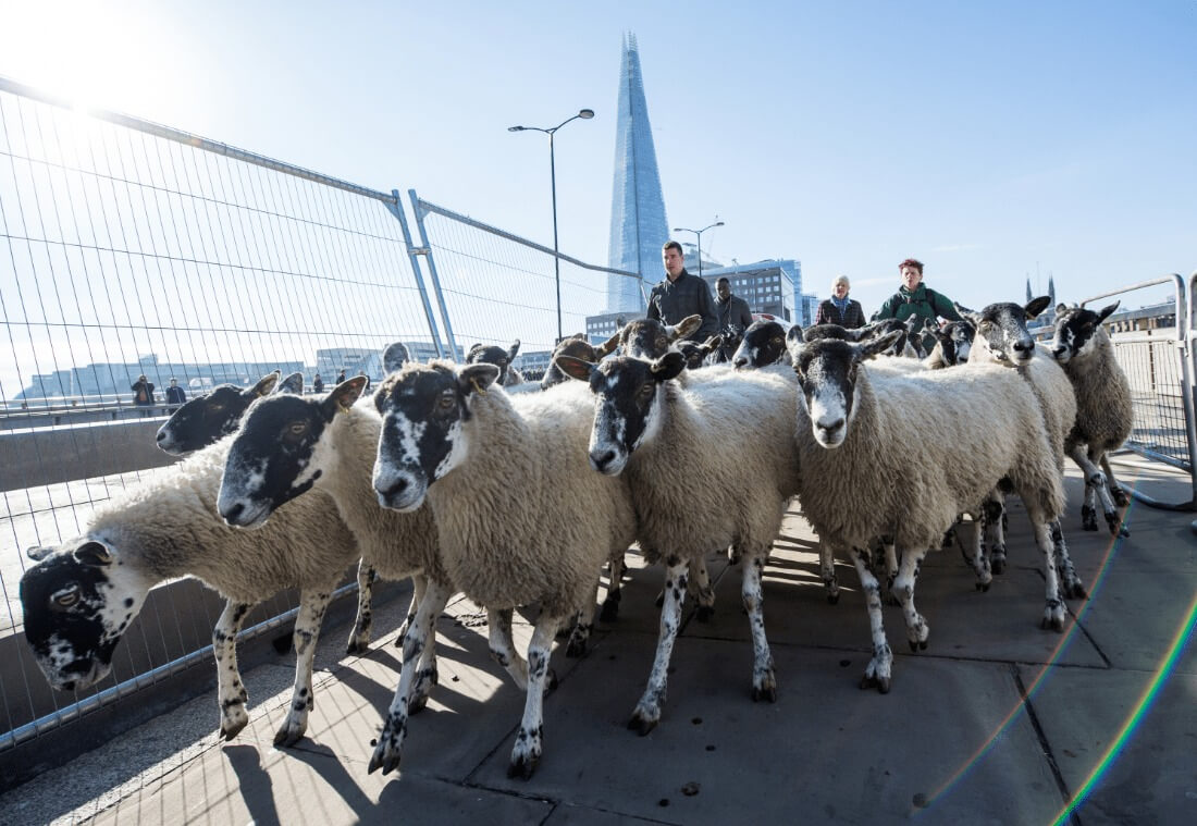 Sheep Drive - A Quirky Thing to do in London