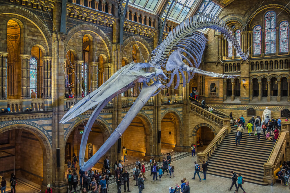 Things to do in Victoria - Natural History Museum